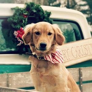 Meet your Posher, Tracey